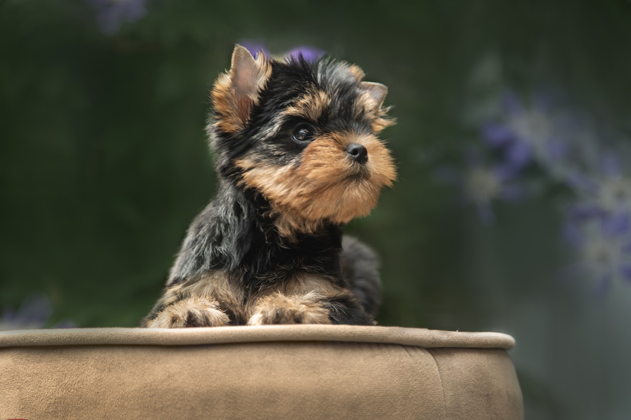 Again Love AGAIN LOVE GALATEYA &mdash; Labaza DogPedigree YorkshireTerrier